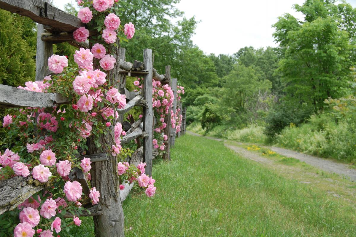 Pink Flowers on fence along a dirt road