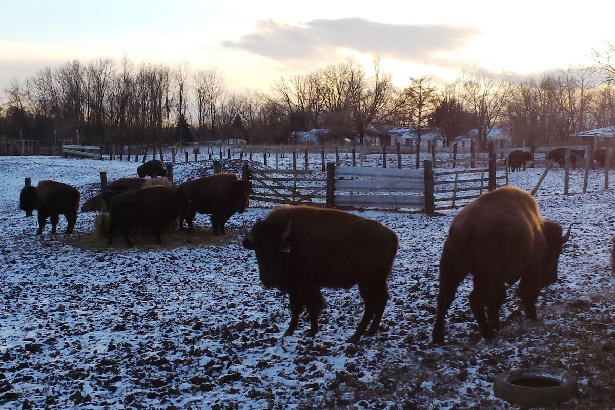 Buffalo On a Farm
